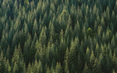 Biodiversity Side Effects of Carbon-Focused Reforestation under Paris-Aligned Transition Pathways
